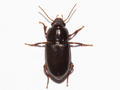 Amara apricaria